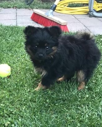 Chihuahua Toy e volpino di Pomerania Toy