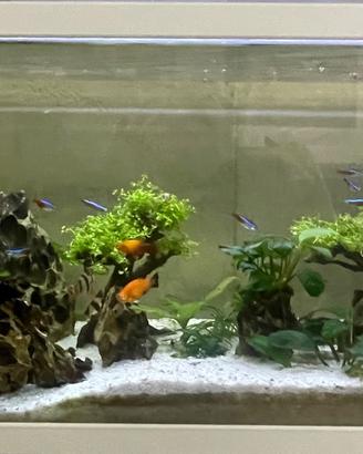 Acquario