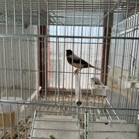 Canarina portoghese 2025