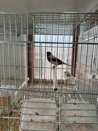 Canarina portoghese 2025