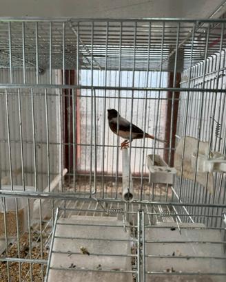 Canarina portoghese 2025