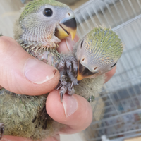 Inseparabili