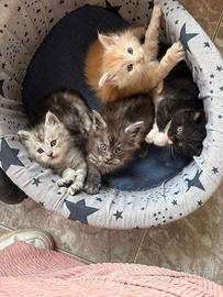 Maine coon cuccioli