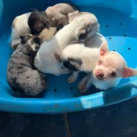 Cuccioli di Chihuahua