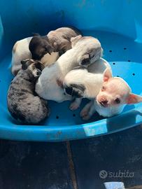 Cuccioli di Chihuahua
