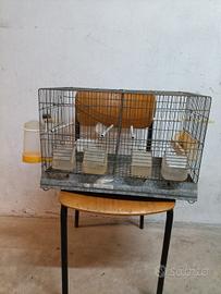 Gabbia da cova  per uccelli 
