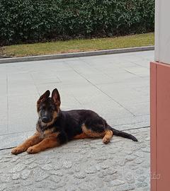 Cuccioli pastore tedesco