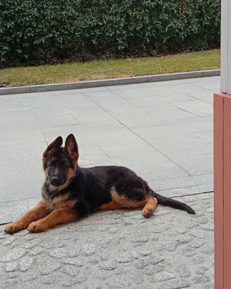 Cuccioli pastore tedesco