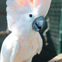 Cacatua delle Mollucche Maschio