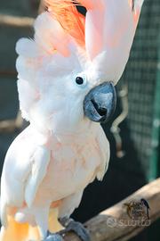 Cacatua delle Mollucche Maschio