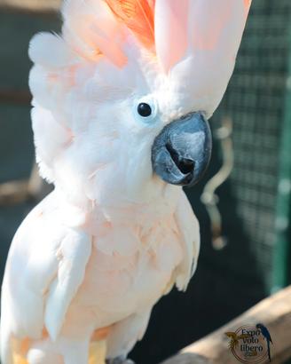 Cacatua delle Mollucche Maschio