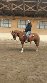 Castrone Quarter Horse 5 anni