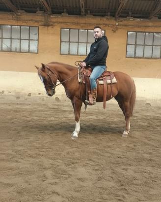 Castrone Quarter Horse 5 anni