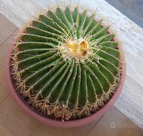 Pianta Grassa tipo "Cuscino della suocera" 40 cm