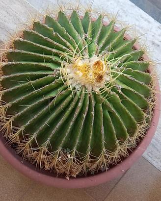 Pianta Grassa tipo "Cuscino della suocera" 40 cm