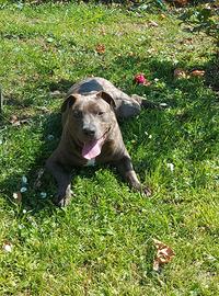 Pitbull Amstaff