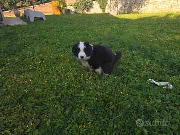 Cucciolo Border Collie con pedigree