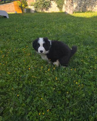 Cucciolo Border Collie con pedigree