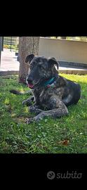 Pastore Olandese 1 anno