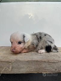 Cuccioli di Border Collie
