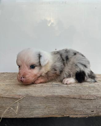 Cuccioli di Border Collie
