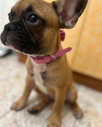 Bulldog francese di nome Margot