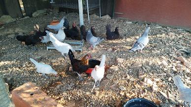 Galline nane