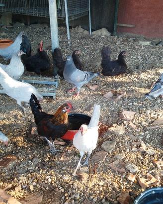 Galline nane