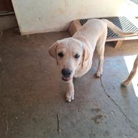 Cucciolo di Labrador maschio
