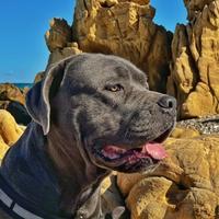 Cuccioli Cane Corso