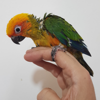 Conuro del sole