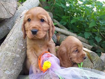 Cocker Spaniel Inglese