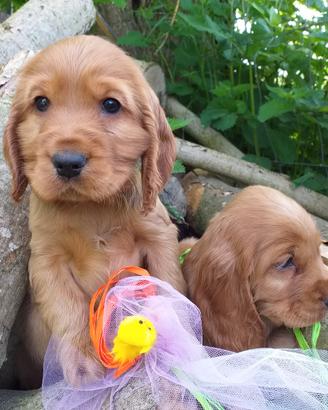 Cocker Spaniel Inglese