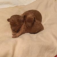 Cuccioli di barboncino toy