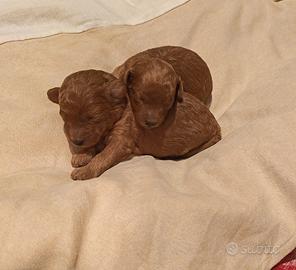 Cuccioli di barboncino toy