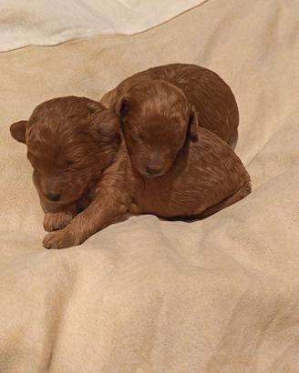 Cuccioli di barboncino toy