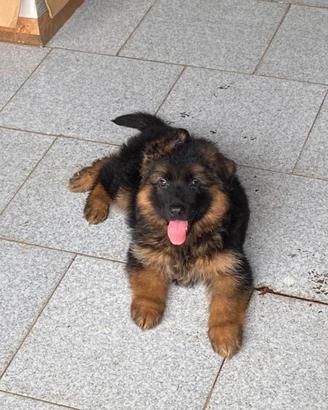 Cuccioli di Pastore Tedesco