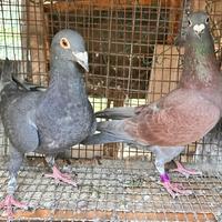 Colombi Viaggiatori Maschi