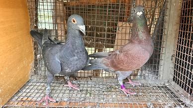 Colombi Viaggiatori Maschi