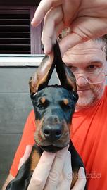 Dobermann Cucciola Nera