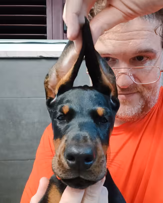 Dobermann Cucciola Nera