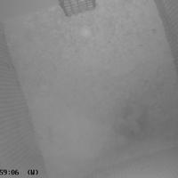 Pulli di parrocchetto dal collare