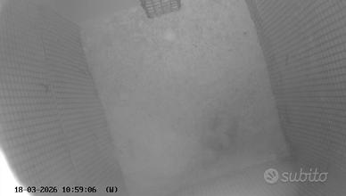 Pulli di parrocchetto dal collare