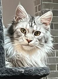 Maine Coon femmina