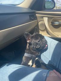 Bulldog francese