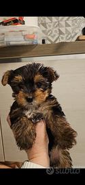 Yorkshire cuccioli