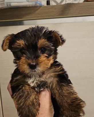 Yorkshire cuccioli