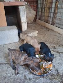 Cuccioli di segugio maremmano su cinghiale