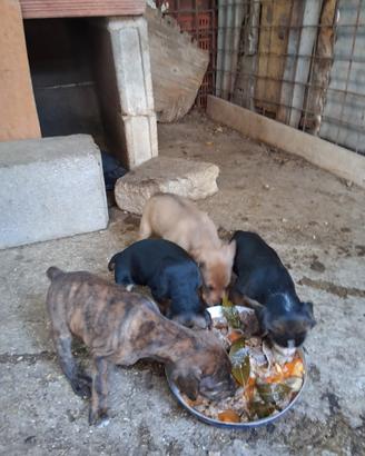 Cuccioli di segugio maremmano su cinghiale