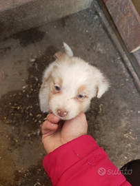 Australian shepherd redmerle femmina